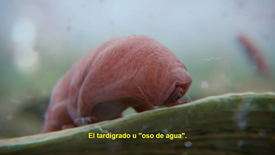 tardigrado.jpg